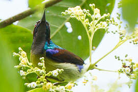 Grey-throated Sunbird