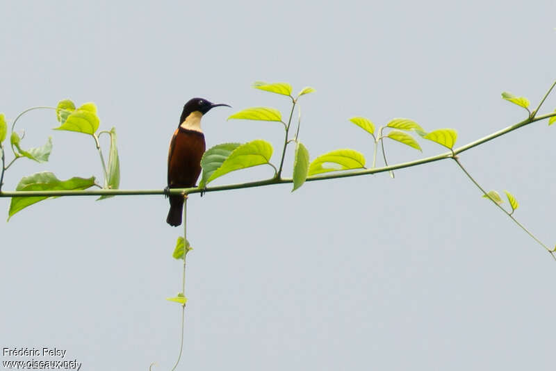Buff-throated Sunbird male adult breeding, habitat, pigmentation