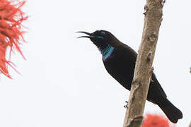 Green-throated Sunbird