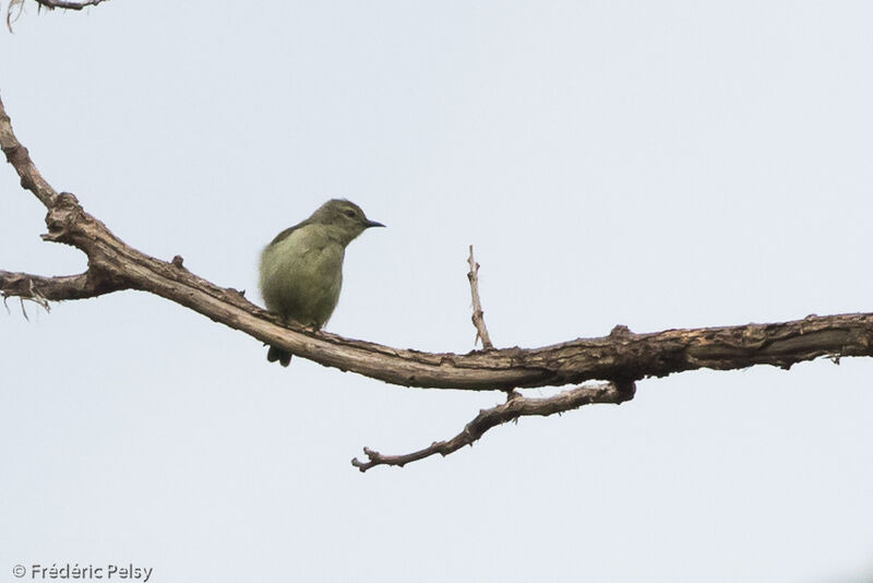 Grey-chinned Sunbird female adult, habitat, pigmentation