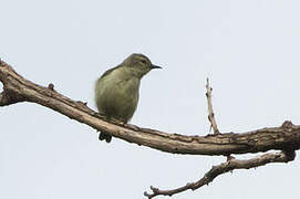 Grey-chinned Sunbird