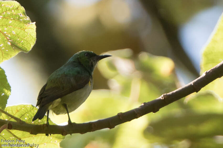 Grey-chinned Sunbird, habitat