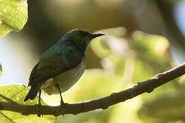 Grey-chinned Sunbird