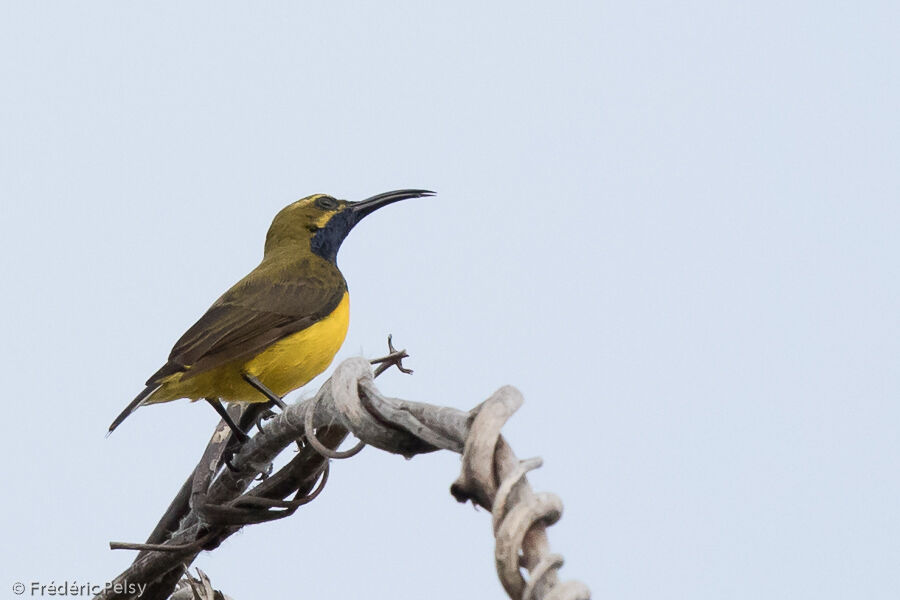Sahul Sunbird