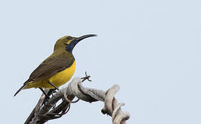 Sahul Sunbird