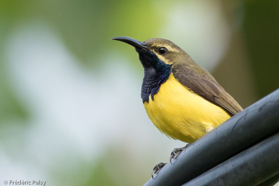 Sahul Sunbird male adult