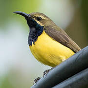Sahul Sunbird
