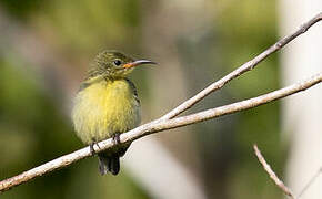 Sahul Sunbird