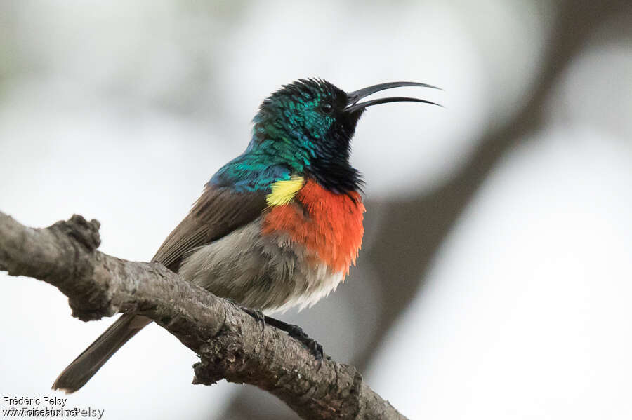 Greater Double-collared Sunbird male adult, identification