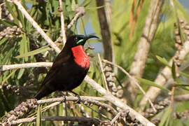 Scarlet-chested Sunbird