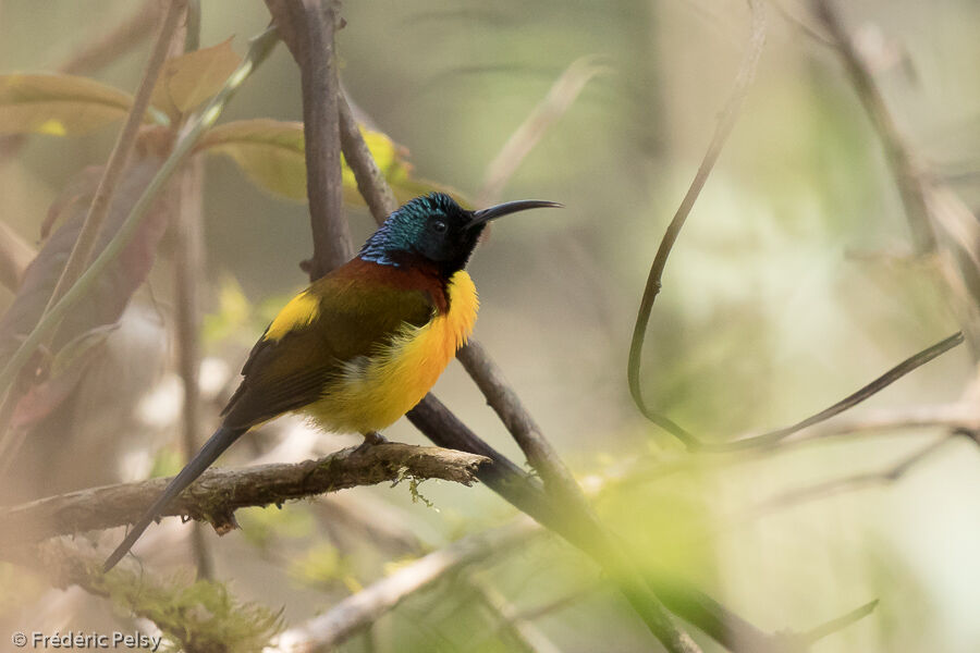 Green-tailed Sunbird male adult