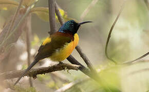 Green-tailed Sunbird