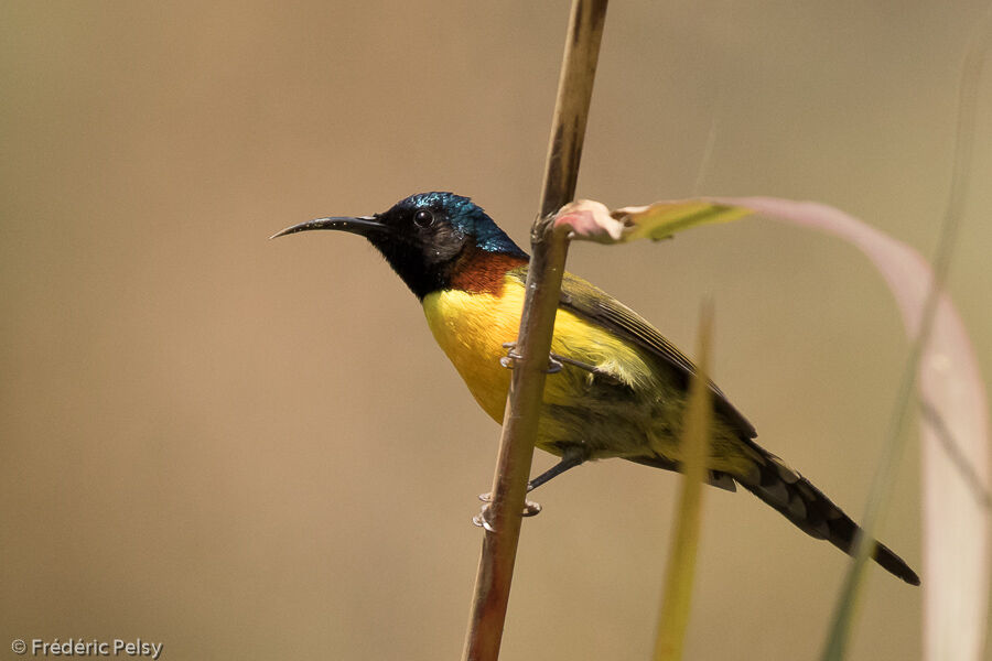 Green-tailed Sunbird male adult