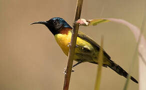 Green-tailed Sunbird