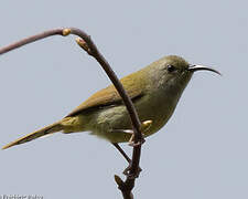 Green-tailed Sunbird