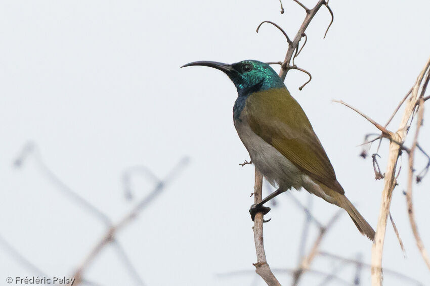 Green-headed Sunbirdadult