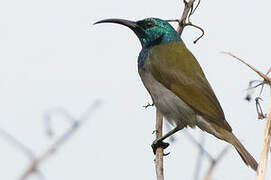 Green-headed Sunbird