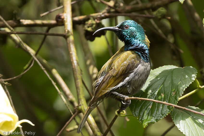 Green-headed Sunbirdadult