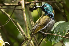 Green-headed Sunbird