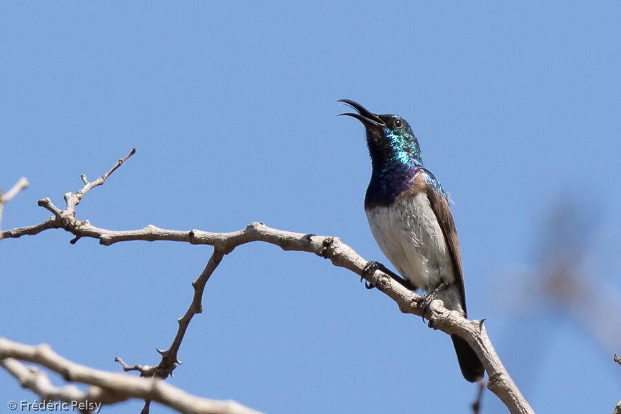 White-bellied Sunbird male adult, song