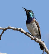 White-bellied Sunbird