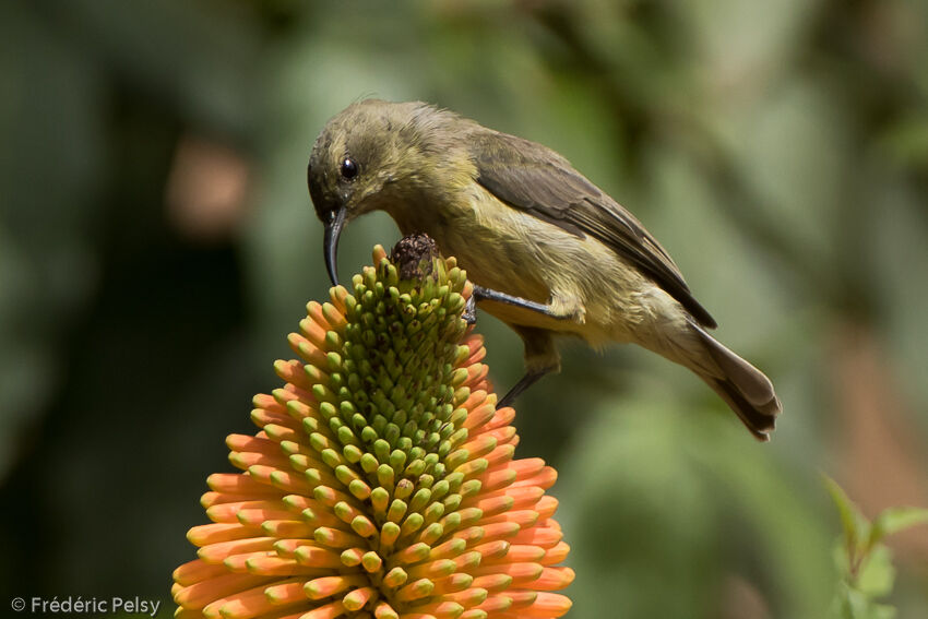 Variable Sunbird