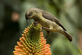 Variable Sunbird