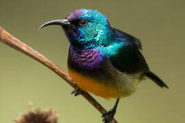 Variable Sunbird