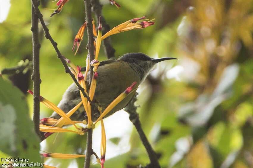 Purple-breasted Sunbird female adult, identification