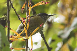 Purple-breasted Sunbird