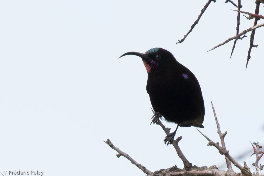 Amethyst Sunbird male adult