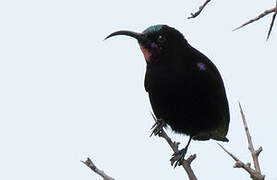 Amethyst Sunbird