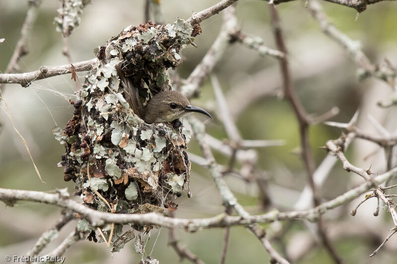 Amethyst Sunbird female adult, Reproduction-nesting