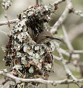 Amethyst Sunbird