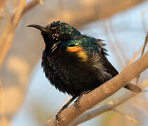 Purple Sunbird