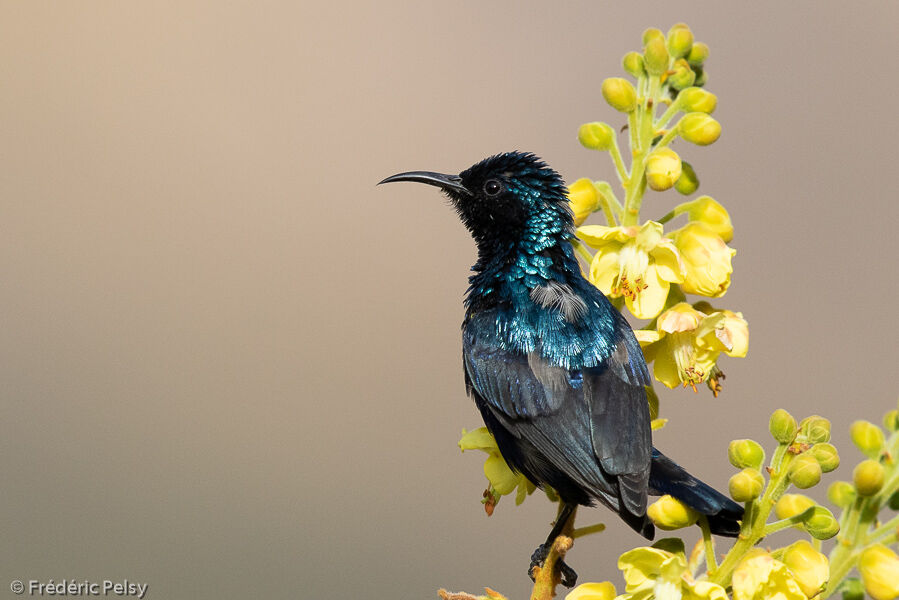 Purple Sunbird