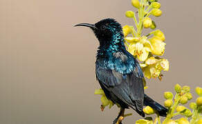 Purple Sunbird