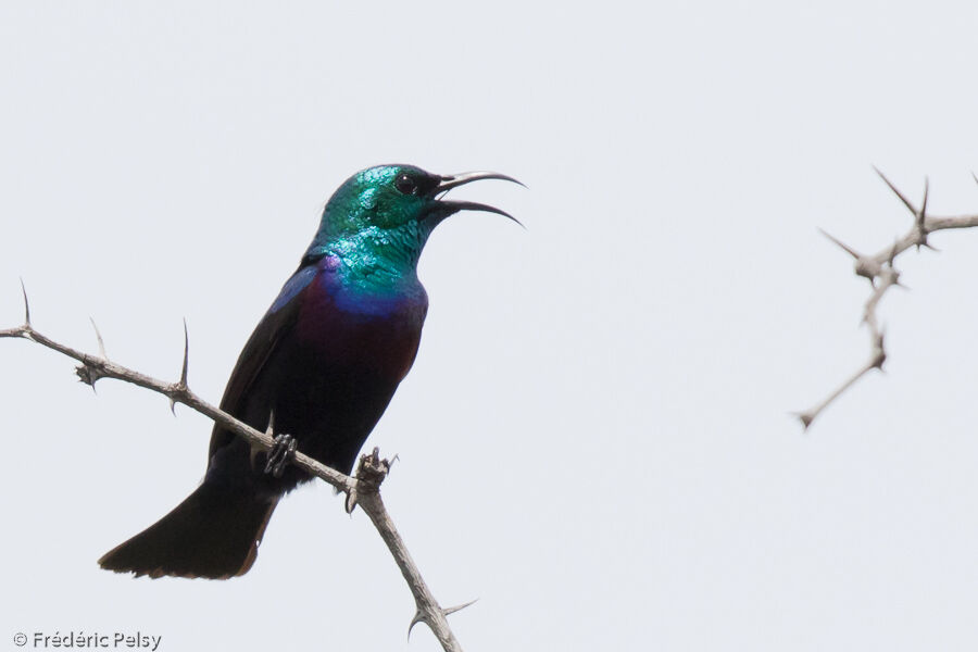 Purple-banded Sunbird male adult