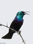 Purple-banded Sunbird