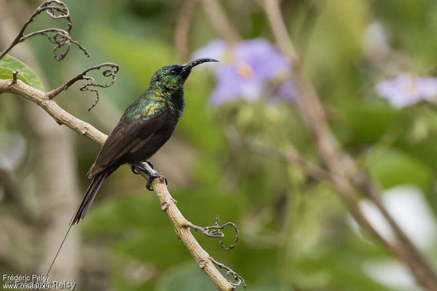 Bronzy Sunbird male adult, identification