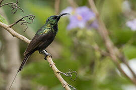 Bronzy Sunbird