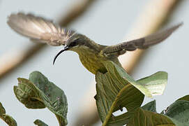 Bronzy Sunbird