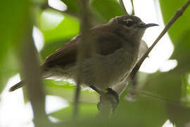 Mangrove Sunbird