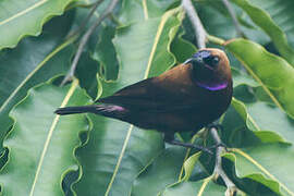 Carmelite Sunbird