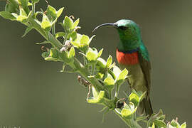 Southern Double-collared Sunbird