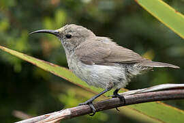 Southern Double-collared Sunbird