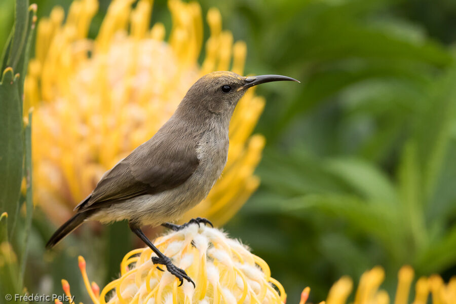 Southern Double-collared Sunbirdimmature