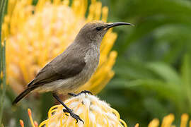 Southern Double-collared Sunbird