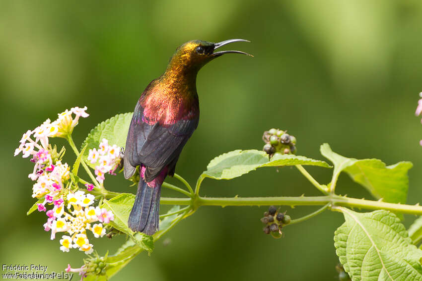 Copper Sunbird male adult, identification