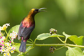 Copper Sunbird